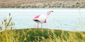 Beitragsbild des Blogbeitrags Uyuni salt flat tour (2/3) – Flamingos and colorful lagoons