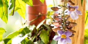 Beitragsbild des Blogbeitrags Blissful beauty in Barichara