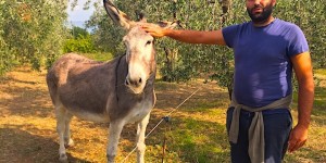 Beitragsbild des Blogbeitrags Unterwegs in der Tuscia: Von Oliven, Etruskern & Kastaniensuppe