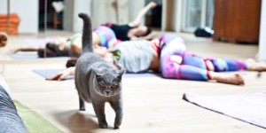 Beitragsbild des Blogbeitrags Floating Poweryoga mit Katze