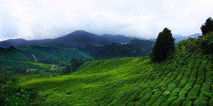 Beitragsbild des Blogbeitrags A Quick Guide to the Cameron Highlands ~ Malaysia 