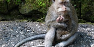 Beitragsbild des Blogbeitrags Tips for Visiting the Monkey Forest Sanctuary in Ubud ~ Bali 