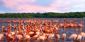 Beitragsbild des Blogbeitrags See Thousands of Flamingos in Celestun, Mexico 