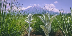 Beitragsbild des Blogbeitrags Kawaguchiko Area: Top Things To Do Around Mount Fuji 