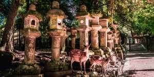 Beitragsbild des Blogbeitrags Meet the Sacred Deer of Nara 
