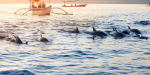 Beitragsbild des Blogbeitrags Lovina Travel Guide: Exploring the North of Bali 