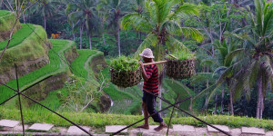 Beitragsbild des Blogbeitrags A Simple Guide to Visiting Tegalalang Rice Terrace, Bali