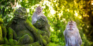Beitragsbild des Blogbeitrags Tips for Visiting the Monkey Forest Sanctuary in Ubud ~ Bali 