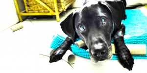 Beitragsbild des Blogbeitrags Easy Enrichment: Hunde beschäftigen | Teil 1