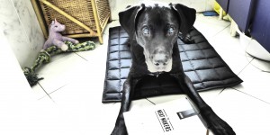Beitragsbild des Blogbeitrags Easy Enrichment-Box: Hunde beschäftigen | Teil 2