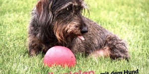 Beitragsbild des Blogbeitrags Wann Ball spielen mit dem Hund doof ist 