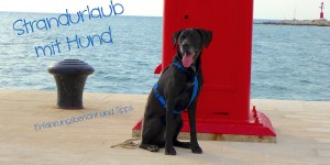 Beitragsbild des Blogbeitrags Strandurlaub mit Hund