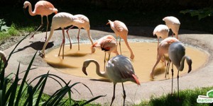 Beitragsbild des Blogbeitrags 3 Nächte in Salzburg: Wasser, Katakomben und Zoo 