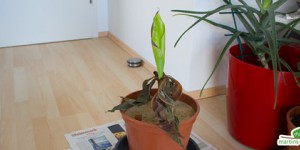 Beitragsbild des Blogbeitrags Bananenpflanze adieu? 