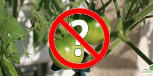 Beitragsbild des Blogbeitrags 2017 ein tomatenloses Jahr? 