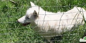 Beitragsbild des Blogbeitrags „Der wilde Berg“ in Mautern 