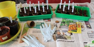 Beitragsbild des Blogbeitrags Gemüsesaison 2016: Der Start
