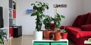 Beitragsbild des Blogbeitrags Kaffeepflanzen: Wenn wurzeln brechen!