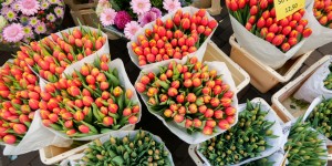Beitragsbild des Blogbeitrags Meine besten Amsterdam Tipps | Shops & Spots