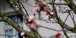 Beitragsbild des Blogbeitrags Marillenblüte in Wien
