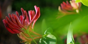 Beitragsbild des Blogbeitrags Sommerlau und blütenduftig: Die schönste Zeit im Gartenjahr