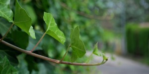 Beitragsbild des Blogbeitrags gartelings wilder Efeu: Die hängenden Gärten von Speising