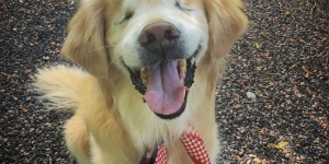 Beitragsbild des Blogbeitrags Goodbye Smiley: Die Welt verabschiedet sich von einem ganz besonderen Hund
