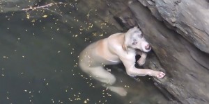 Beitragsbild des Blogbeitrags Überlebenskampf: Dieser Hund wäre fast ertrunken
