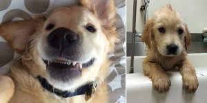 Beitragsbild des Blogbeitrags Golden Retriever Welpe Wesley freut sich über seine Zahnspange