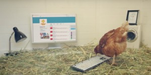 Beitragsbild des Blogbeitrags Wenn Hühner twittern: Huhn Betty auf Weltrekord-Jagd 