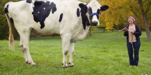 Beitragsbild des Blogbeitrags Größte Kuh der Welt ist gestorben 