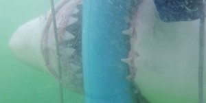 Beitragsbild des Blogbeitrags Furchteinflößend: Weißer Hai attackiert Taucherkäfig