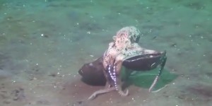 Beitragsbild des Blogbeitrags Oktopus als „Ritter der Kokosnuss“ 