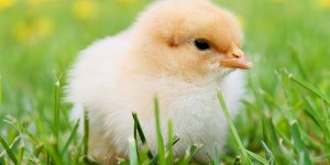 Beitragsbild des Blogbeitrags Bio-Eier: Küken-Töten soll gestoppt werden