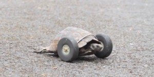 Beitragsbild des Blogbeitrags Mrs T: 90-jährige Schildkröte bekommt Räder als Gehhilfe