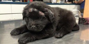 Beitragsbild des Blogbeitrags 18 Schutzverletzungen: Welpe Brody überlebte wie durch ein Wunder 