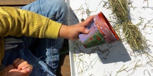 Beitragsbild des Blogbeitrags Insektenhotel: Wir bauen ein Hotel für Ohrwürmer 