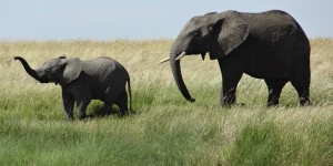 Beitragsbild des Blogbeitrags Tierisch gute Mütter – warum ich froh bin, kein Elefant zu sein 