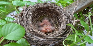 Beitragsbild des Blogbeitrags Wir bauen eine Nestbauhilfe für Vögel 