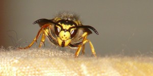 Beitragsbild des Blogbeitrags Wespen, Mücken, Zecken: Erste Hilfe bei Insektenstichen