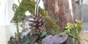 Beitragsbild des Blogbeitrags Ein Dschungel für den Küchentisch – wir bauen einen Flaschengarten