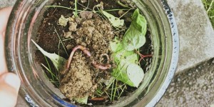Beitragsbild des Blogbeitrags Wir bauen eine Regenwurm-Beobachtungsstation