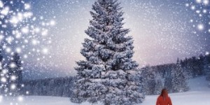 Beitragsbild des Blogbeitrags Sternenwinternacht – Karen Swan