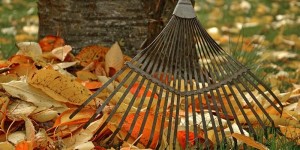 Beitragsbild des Blogbeitrags Kleingarten für den Herbst/Winter fest machen 