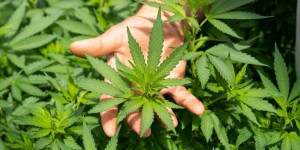 Beitragsbild des Blogbeitrags CBD-Produkte – Die Rechtslage in Österreich