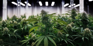 Beitragsbild des Blogbeitrags Dürfen Österreicher einem deutschen Cannabis Club beitreten?