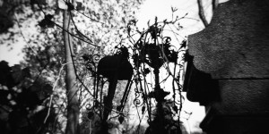 Beitragsbild des Blogbeitrags And you go down to moulder in dark places, beneath the grass and clover