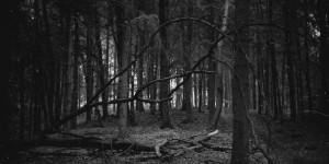 Beitragsbild des Blogbeitrags Woods to conjure 