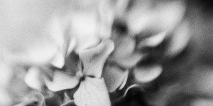 Beitragsbild des Blogbeitrags Yashica TL-Super: Freelensing for #12months12cameras
