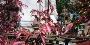 Beitragsbild des Blogbeitrags #12months12cameras: Autumn colors at the Cemetery